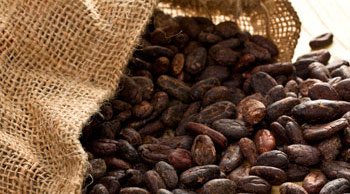 Investir dans le cacao